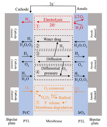 membrane